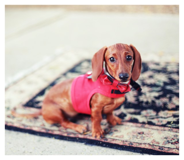 Lily | August 2013.  Photo by: Johnny Ortez-Tibbels ©