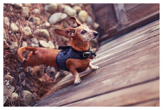 Rufus | August 2013.  Photo by: Johnny Ortez-Tibbels ©