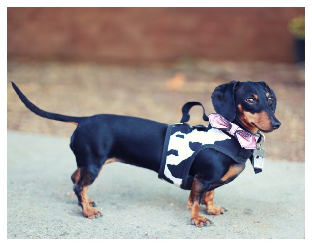 Emily | August 2013.  Photo by: Johnny Ortez-Tibbels ©