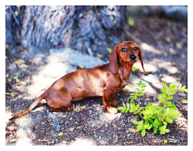 Lily | August 2013.  Photo by: Johnny Ortez-Tibbels ©