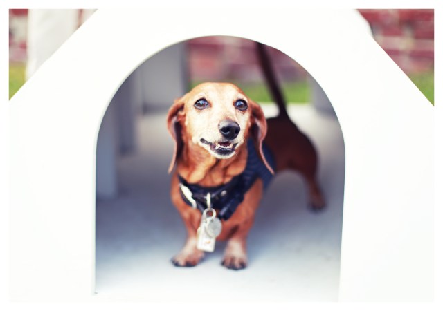 Rufus | August 2013.  Photo by: Johnny Ortez-Tibbels ©