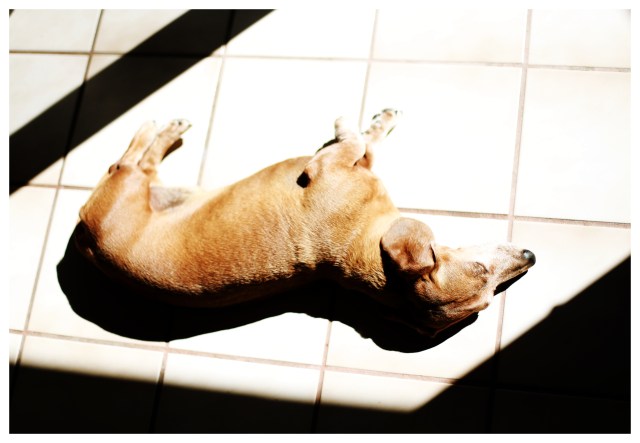 Rufus | July 2013.  Photo by: Johnny Ortez-Tibbels ©