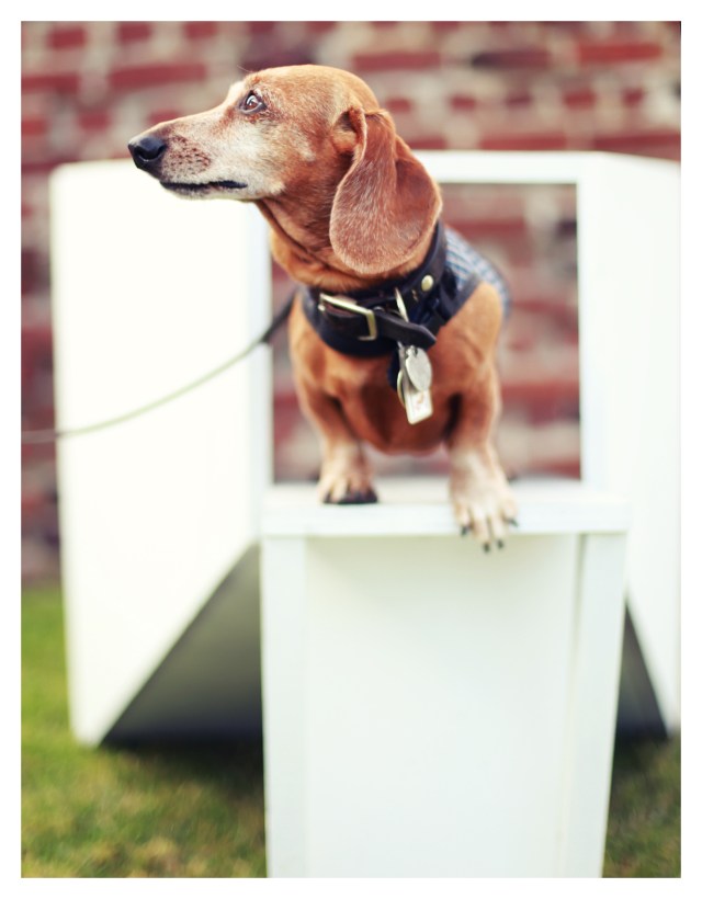 Rufus | August 2013.  Photo by: Johnny Ortez-Tibbels ©