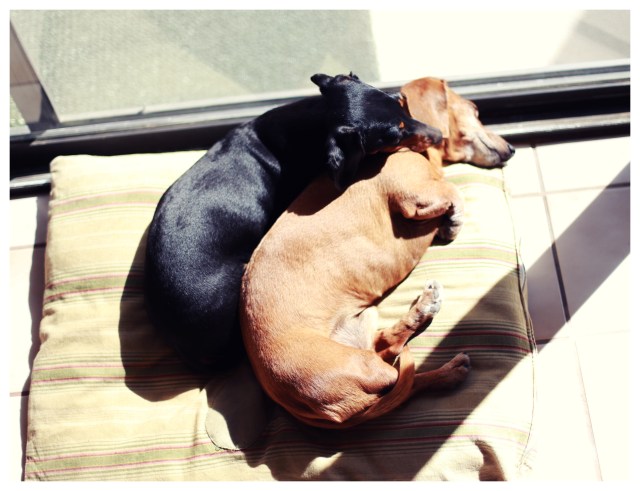 Emily & Rufus | July 2013.  Photo by: Johnny Ortez-Tibbels ©