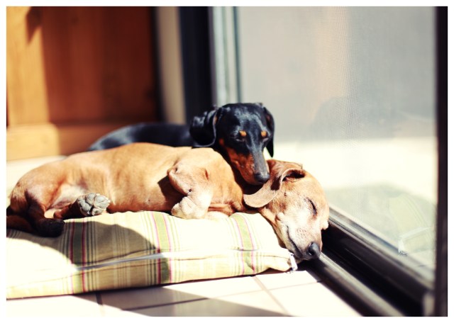 Emily & Rufus | July 2013.  Photo by: Johnny Ortez-Tibbels ©