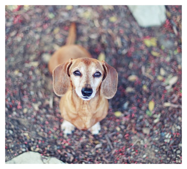 Rufus | June 2013. Photo by: Johnny Ortez-Tibbels ©