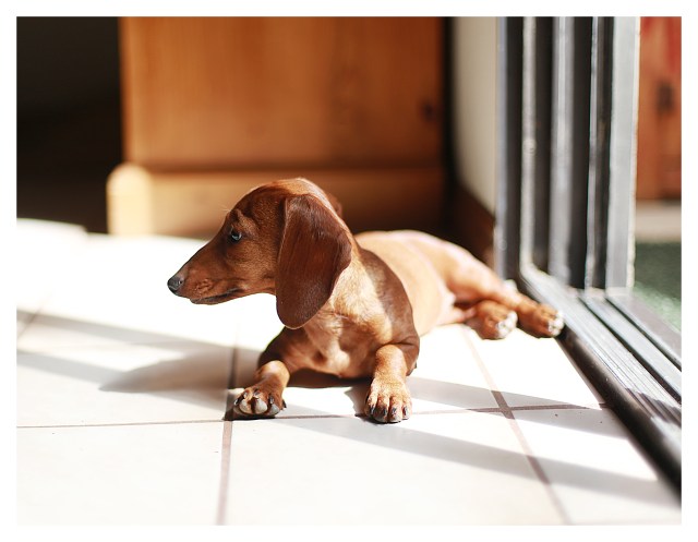 Lily | August 2013.  Photo by: Johnny Ortez-Tibbels ©