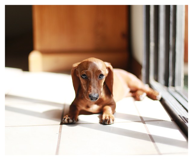 Lily | August 2013.  Photo by: Johnny Ortez-Tibbels ©
