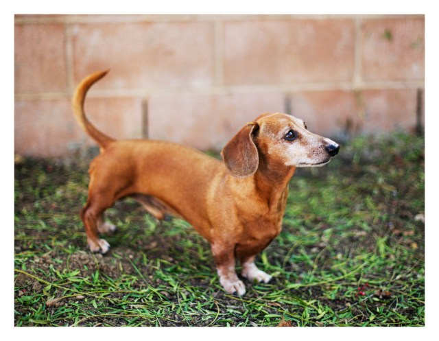 Rufus | July 2013.  Photo by: Johnny Ortez-Tibbels ©