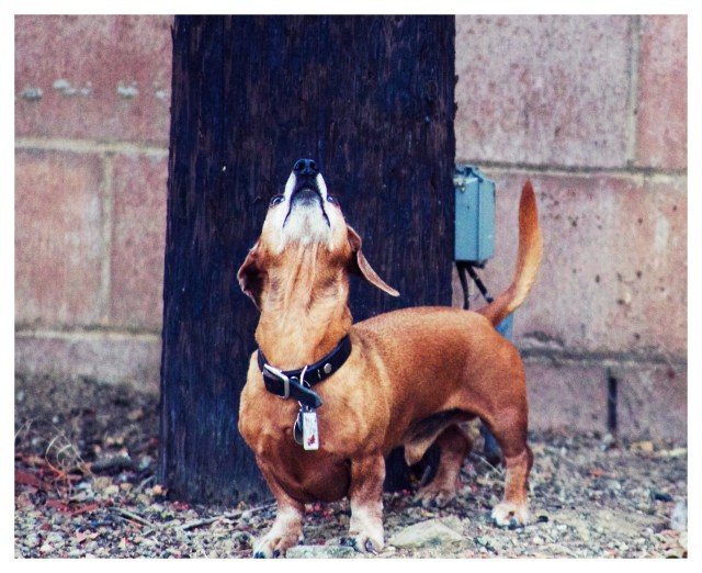 Rufus | July 2013.  Photo by: Johnny Ortez-Tibbels ©