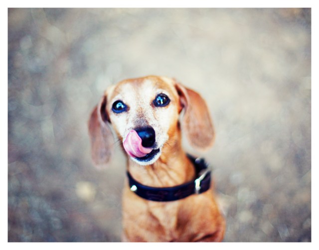 Rufus | July 2013.  Photo by: Johnny Ortez-Tibbels ©