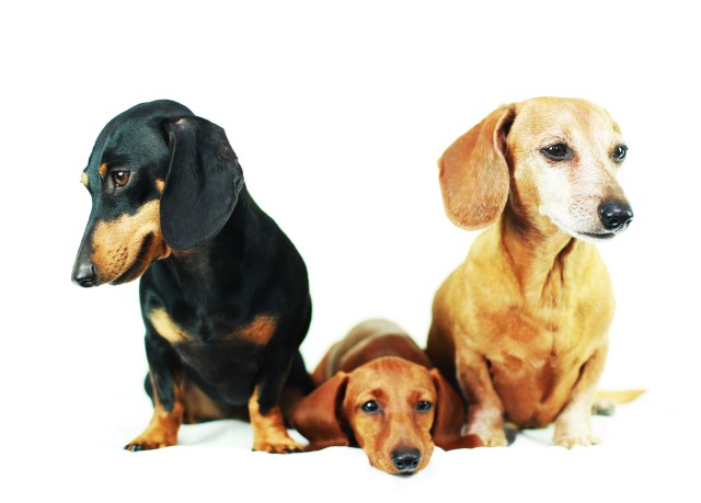 Emily, Lily & Rufus | August 2013.  Photo by: Johnny Ortez-Tibbels ©