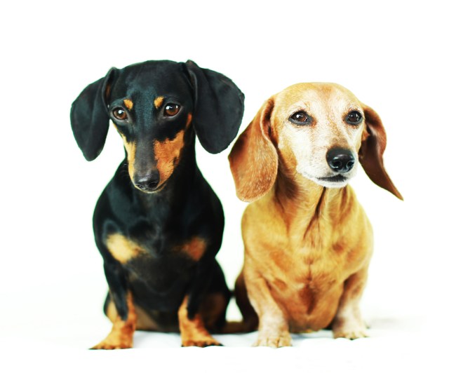 Emily & Rufus | August 2013.  Photo by: Johnny Ortez-Tibbels ©