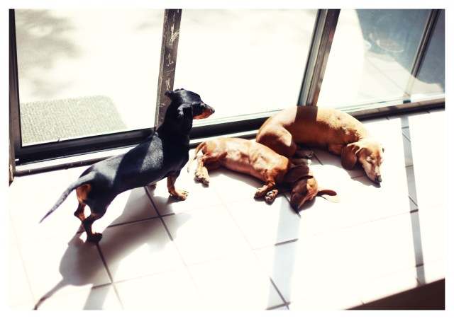 Emily, Lily & Rufus | August 2013.  Photo by: Johnny Ortez-Tibbels ©