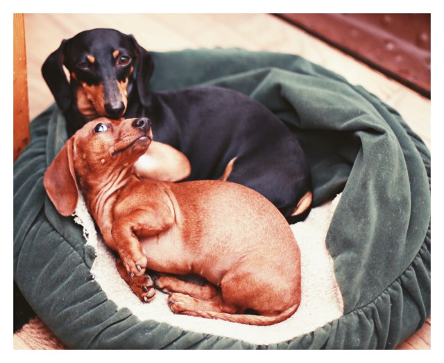 Emily & Lily | August 2013.  Photo by: Johnny Ortez-Tibbels ©