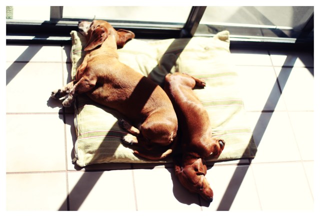 Lily & Rufus | August 2013.  Photo by: Johnny Ortez-Tibbels ©