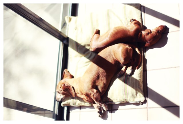 Rufus & Lily | August 2013.  Photo by: Johnny Ortez-Tibbels ©