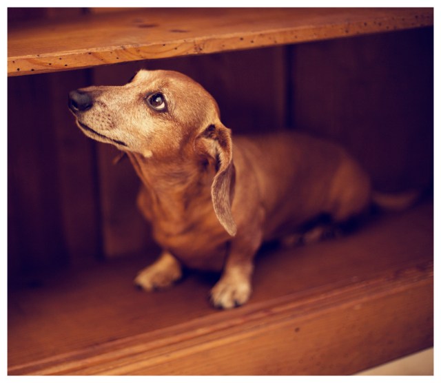 Rufus | July 2013.  Photo by: Johnny Ortez-Tibbels ©