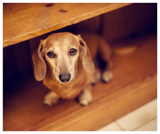 Rufus | July 2013.  Photo by: Johnny Ortez-Tibbels ©