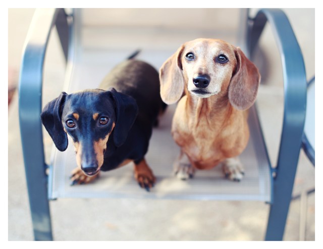 Rufus & Emily| August 2013.  Photo by: Johnny Ortez-Tibbels ©