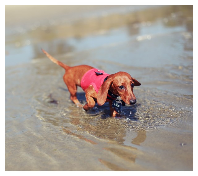 Lily & Rufus | August 2013.  Photo by: Johnny Ortez-Tibbels ©