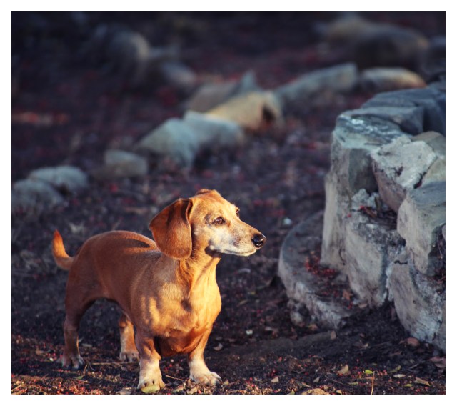 Rufus | July 2013. Photo by: Johnny Ortez-Tibbels ©
