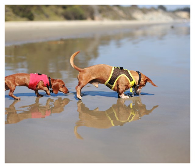 Lily | August 2013.  Photo by: Johnny Ortez-Tibbels ©