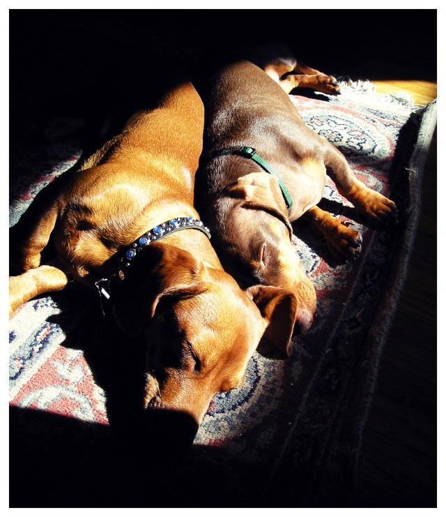 Rufus & Benny | 2006.  Photo by: Johnny Ortez-Tibbels ©