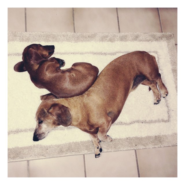 Rufus & Lily | August 2013. Photo by: Johnny Ortez-Tibbels ©