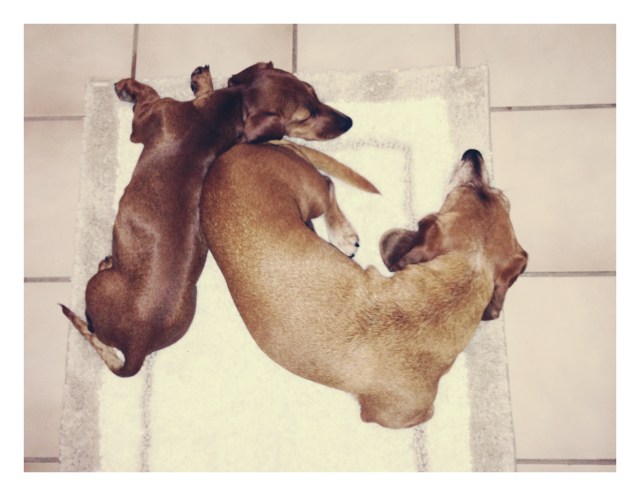 Rufus & Lily | August 2013. Photo by: Johnny Ortez-Tibbels ©