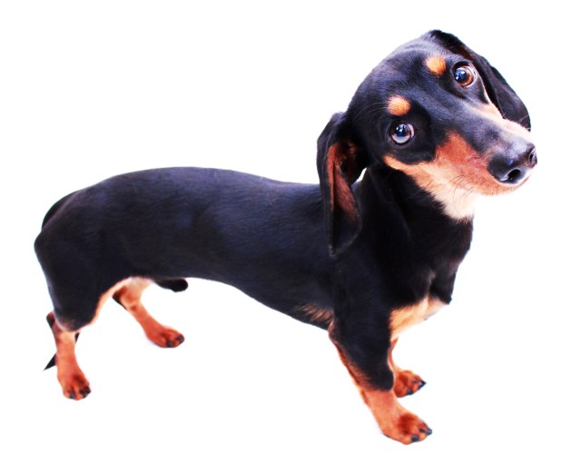 Dennis | 2011.  Photo by: Johnny Ortez-Tibbels ©