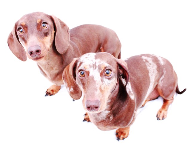 Laci & Max | 2011.  Photo by: Johnny Ortez-Tibbels ©