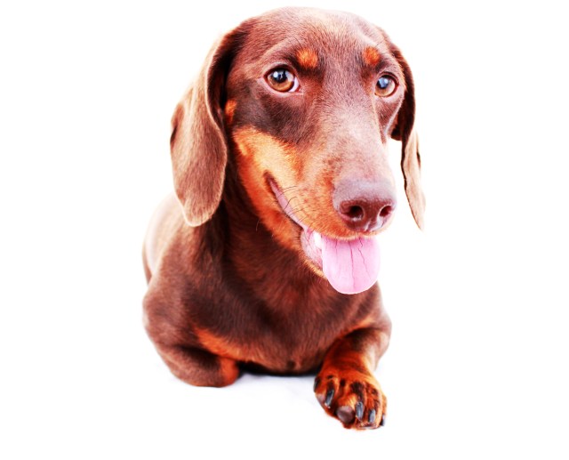 Izzie | 2011.  Photo by: Johnny Ortez-Tibbels ©