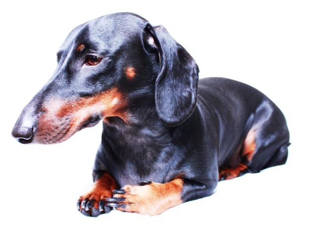 Ziggy | 2011.  Photo by: Johnny Ortez-Tibbels ©