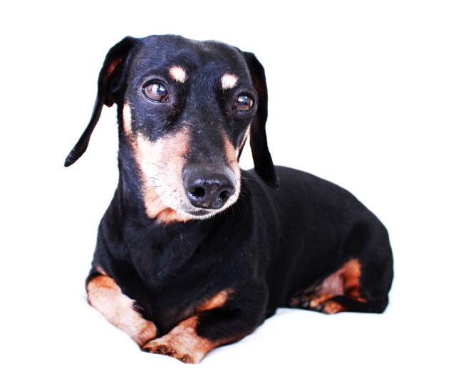 Jazzy | 2011.  Photo by: Johnny Ortez-Tibbels ©