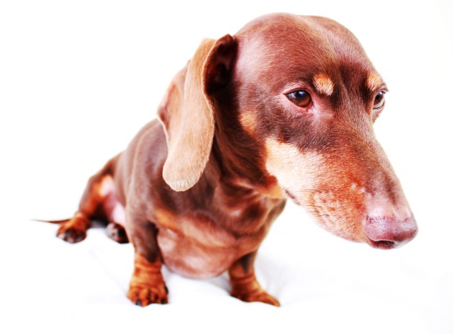 Benny | 2011.  Photo by: Johnny Ortez-Tibbels ©