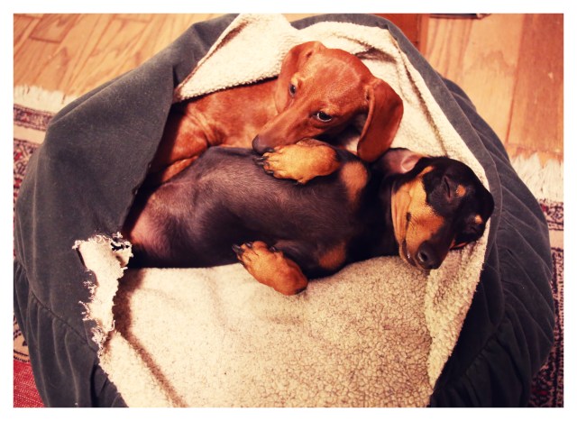 Emily & Lily | September 2013.  Photo by: Johnny Ortez-Tibbels ©