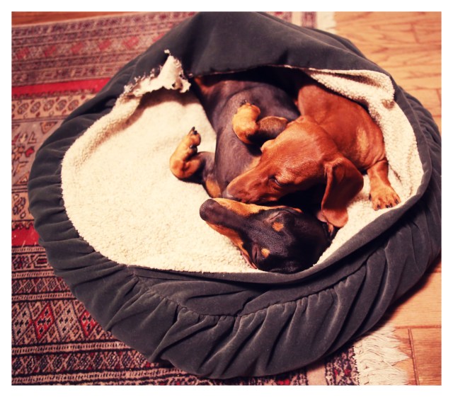 Emily & Lily | September 2013.  Photo by: Johnny Ortez-Tibbels ©