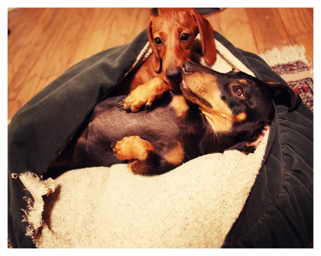 Emily & Lily | September 2013.  Photo by: Johnny Ortez-Tibbels ©