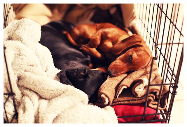 Emily & Lily | September 2013.  Photo by: Johnny Ortez-Tibbels ©