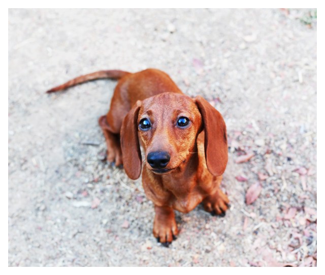 Lily | September 2013. Photo by: Johnny Ortez-Tibbels ©