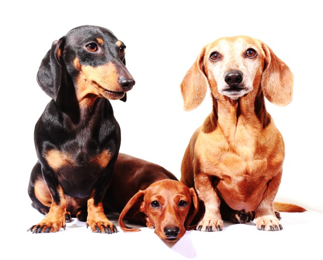 Emily, Lily & Rufus | September 2013.  Photo by: Johnny Ortez-Tibbels ©