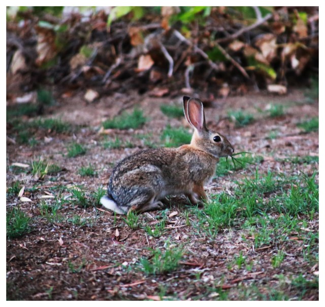 Neighborhood Rabbit | September 2013.  Photo by: Johnny Ortez-Tibbels ©