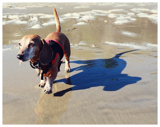 Rufus | September 2013. Photo by: Johnny Ortez-Tibbels ©