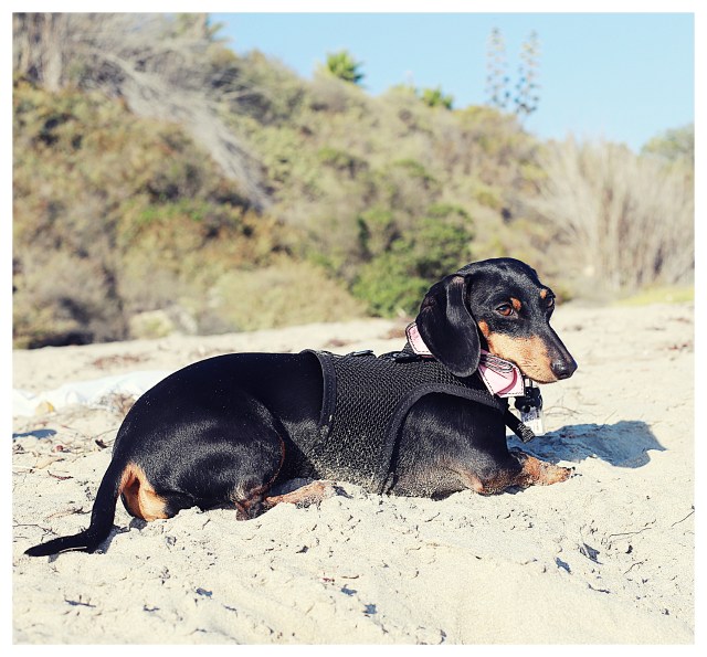 Emily | September 2013.  Photo by: Johnny Ortez-Tibbels ©