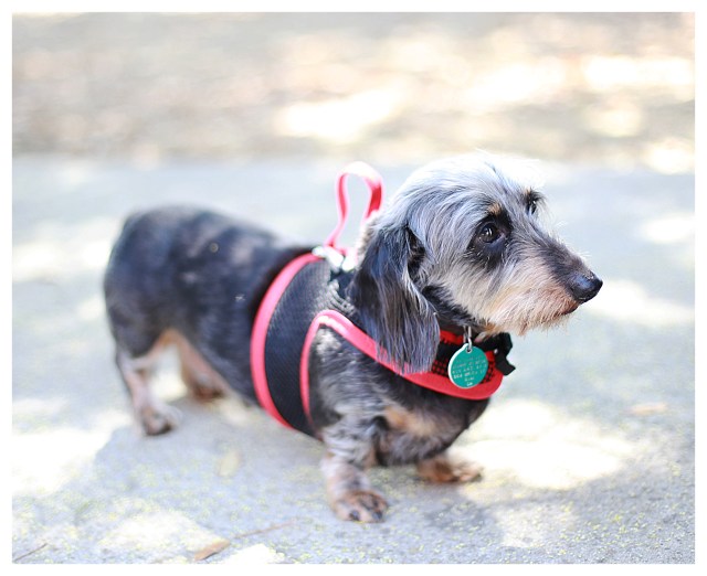 Wilbur | September 2013.  Photo by: Johnny Ortez-Tibbels ©