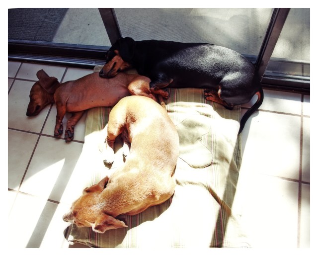 Rufus, Emily & Lily | September 2013.  Photo by: Johnny Ortez-Tibbels ©