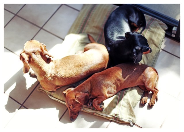 Rufus, Emily & Lily | September 2013.  Photo by: Johnny Ortez-Tibbels ©
