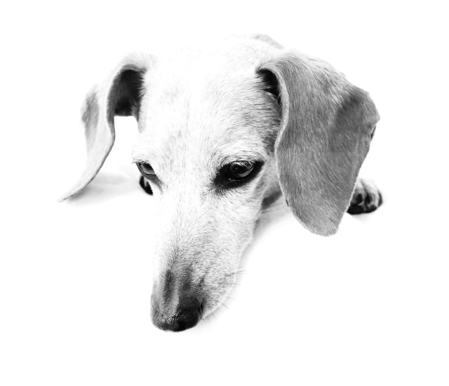 Moxie | April 2011. Photo by: Johnny Ortez-Tibbels ©