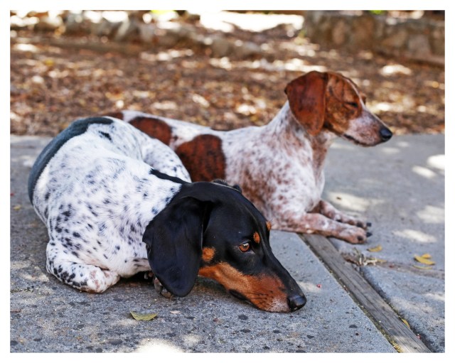 Theodore & Lucy | September 2013.  Photo by: Johnny Ortez-Tibbels ©